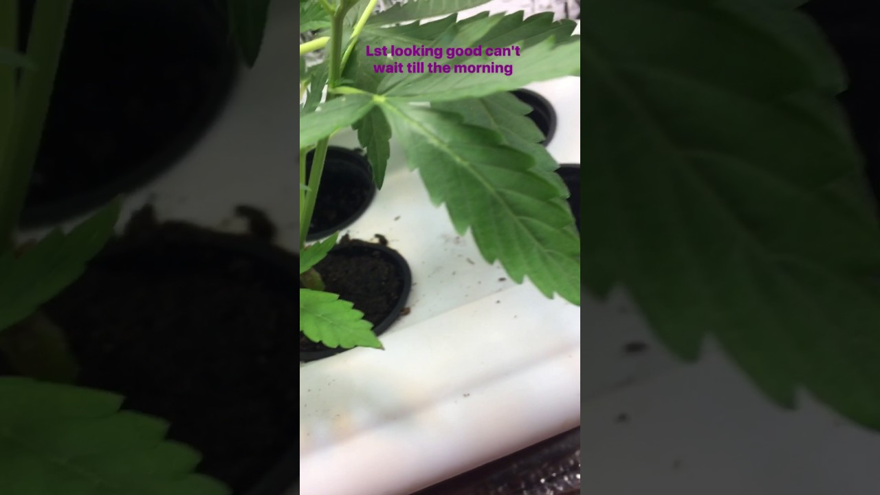 Auto purp feminized grow Pt 19