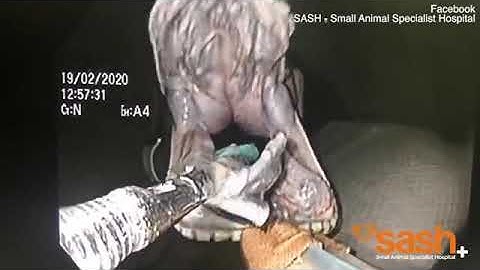 Incredible moment vet pulls a beach towel from a python