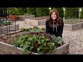 How to Grow Spinach for Beginners! 🌿👩‍🌾// Garden Answer