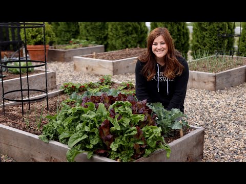 Video: Spinazieplantgebruik - Wat te doen met spinazie uit de tuin