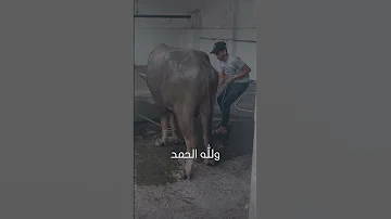 ذبح جاموسه ضخمه جدا 