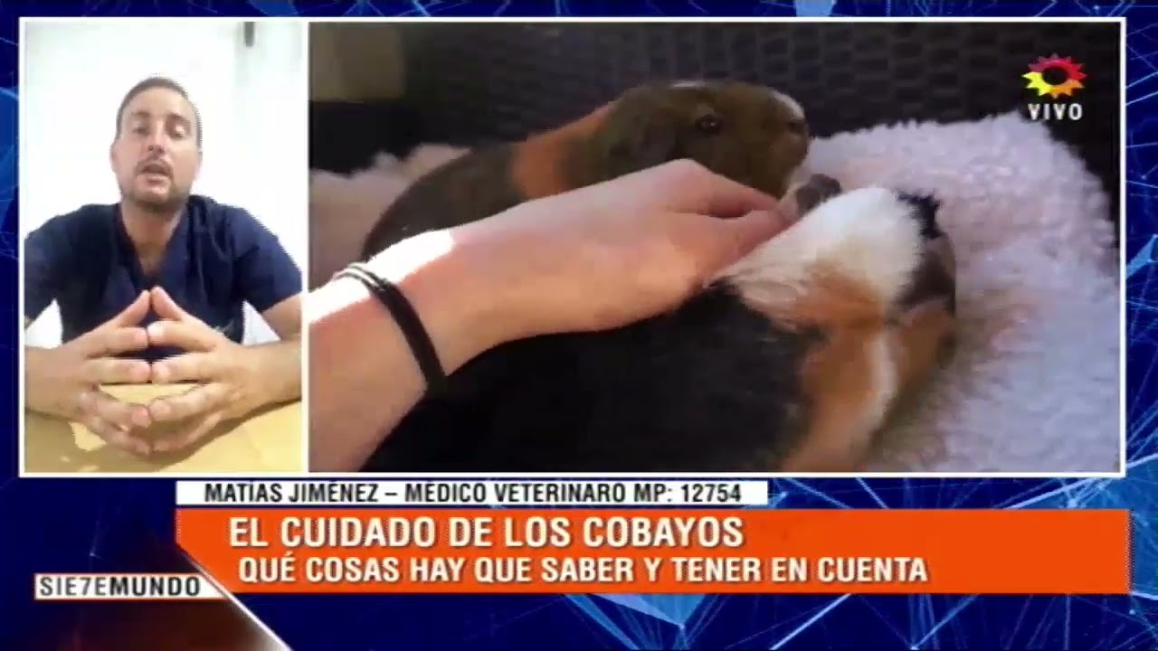 El cuidado de las mascotas. Qué hay que saber sobre los cobayos