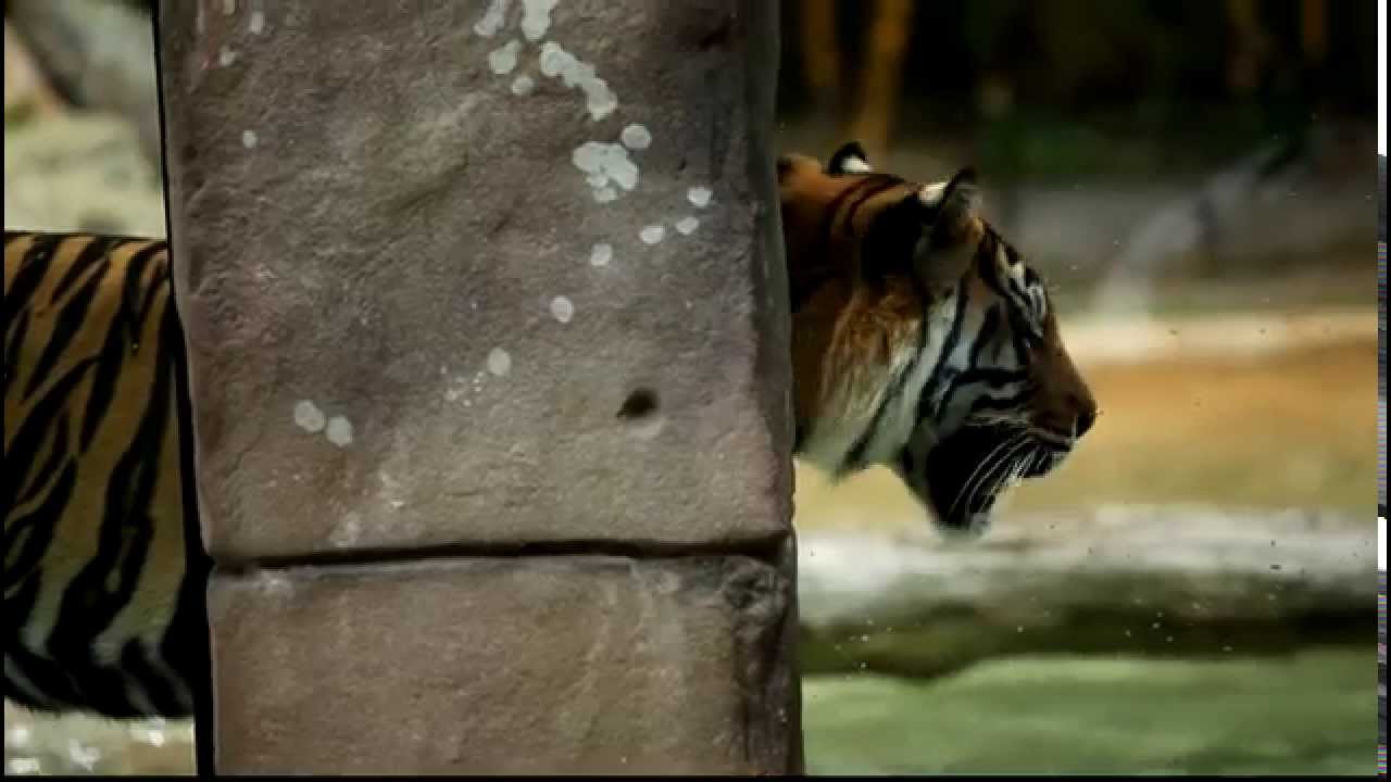 Tiger Jumping Into Water Australia Zoo - YouTube