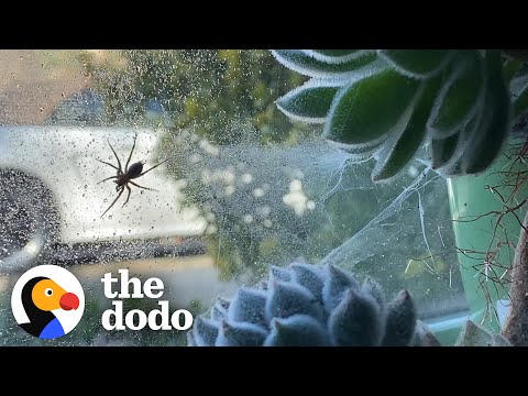 Woman Terrified Of Spiders Lets One Move Into Her Houseplant | The Dodo Faith = Restored