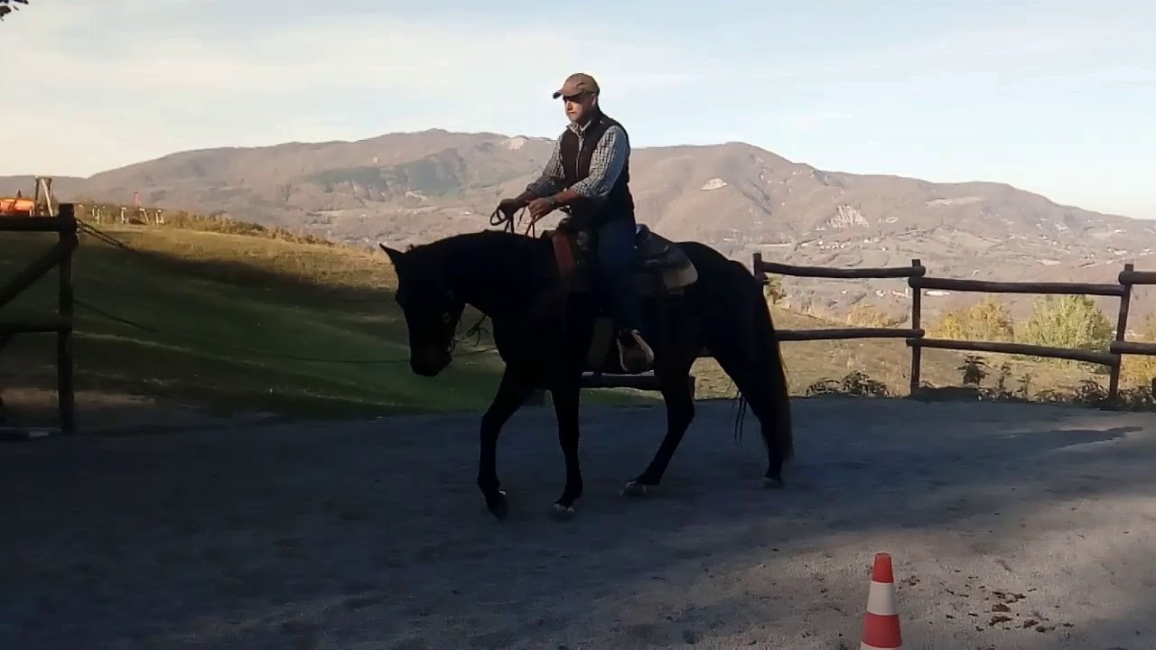 SOLD/VENDUTO BROWNIE1