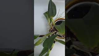 How To Save As Many Roots As Possible When Repotting An Overflowing Orchid?