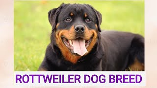 ROTTWEILER DOG BREED, CALM, COURAGEOUS, CONFIDENT,  ANIMALS LOVERS,  MUST WATCH VIDEO by Royal Sisters Nature ♡ 313 views 1 year ago 1 minute, 52 seconds