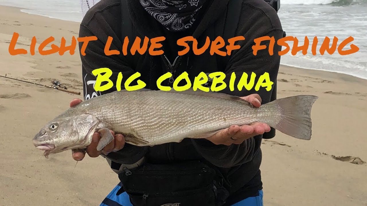 SoCal Light Line Sight Fishing for Corbina in the Surf