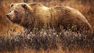 Discover the Enigmatic World of Grizzly Bears:
