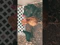 #طيور_الجنة #طيور_بيبي #دجاج #animals #طبيعة