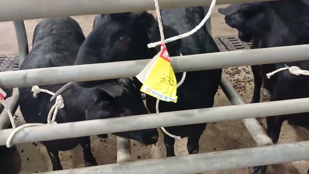 12월24일 보성경매장 경매전에 가격 평가사가 책정 염소가격 동영상입니다.