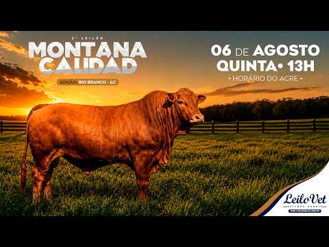 LOTE 15