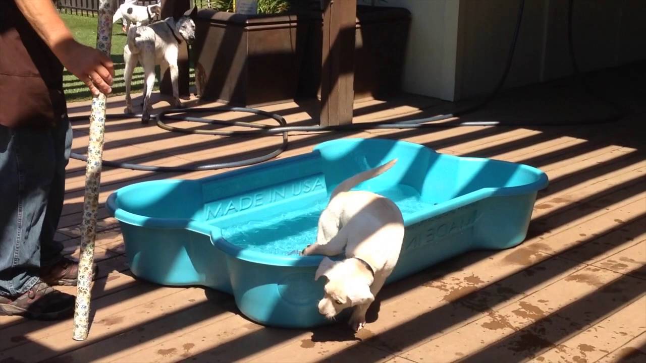 PAWlympics Bloopers!