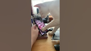 Cat Paws At Owner Stuck In Phone 🥲 (🎥: ViralHog)