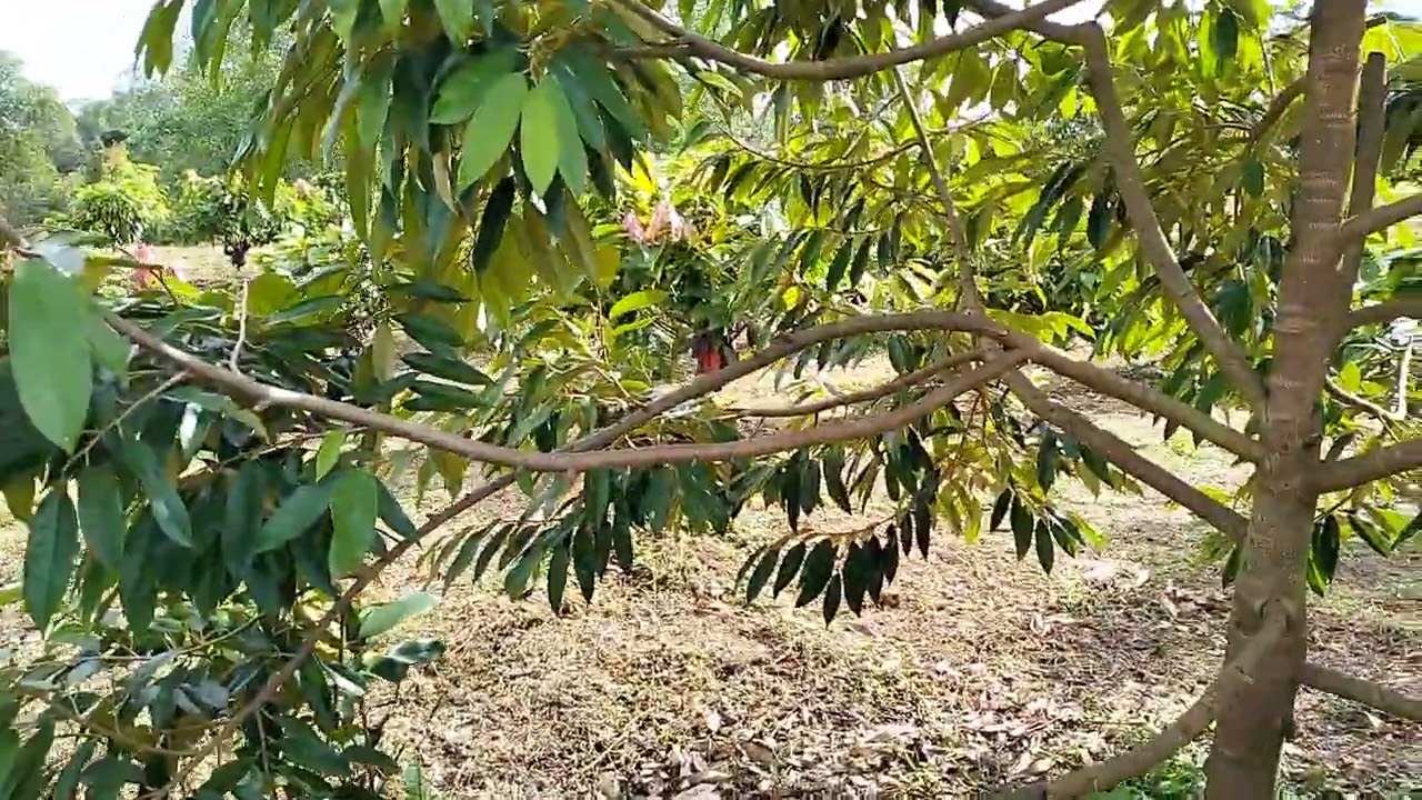 DURIAN VS KAKAU SULAWESI PUNYA