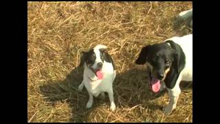S.C.A.R.S. Helping Animals Facility Video Tour