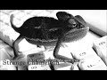 Strange chameleon The Pillows Subtitulado
