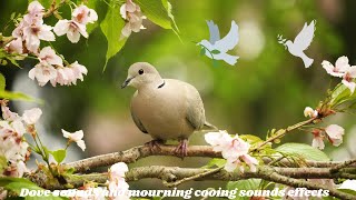 dove sounds  mourning dove and cooing sounds effect (loud whistle)