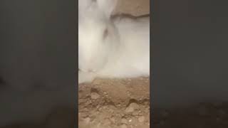 #rabbit #bunny #funny #royaltyfreemusicforyoutubevideos #trandingshorts