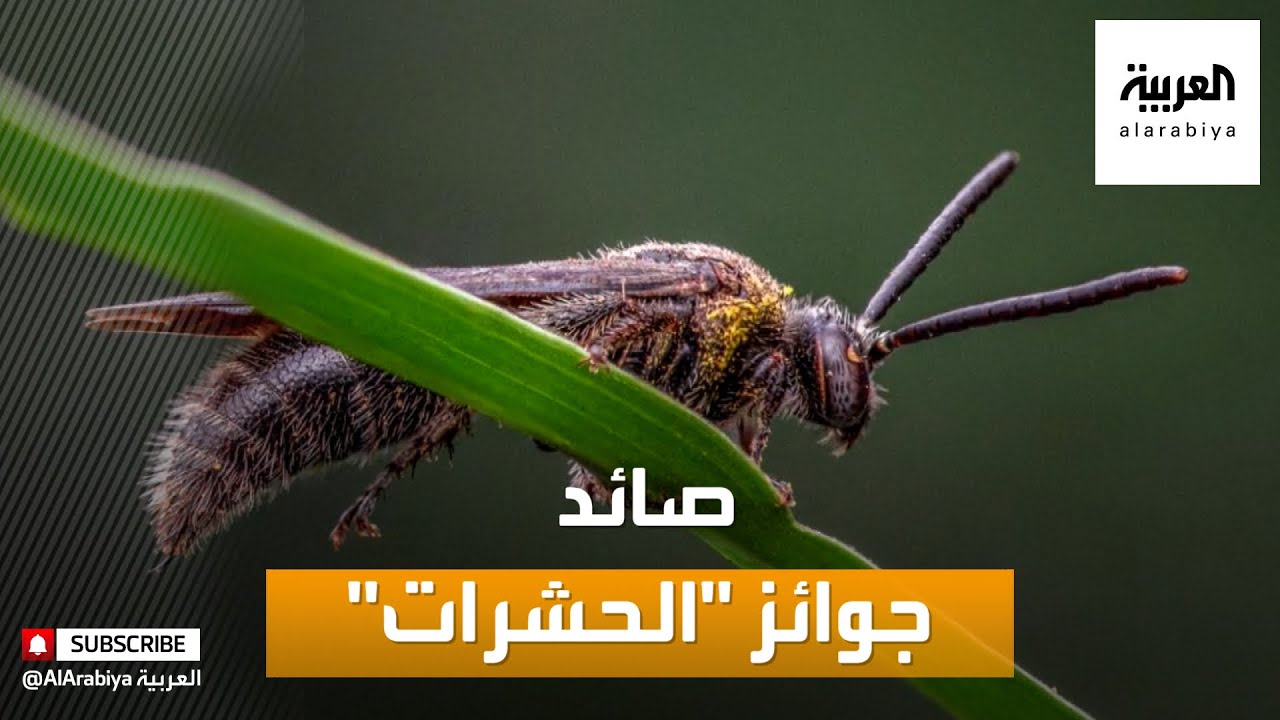 صوره حشره حبه قهوه في القصيم Mosnarrax