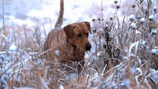 Pointing Lab Training  www.poudrerivergundogs.com