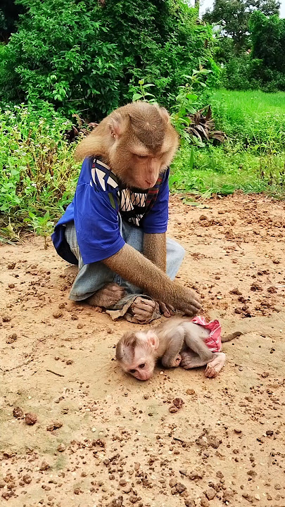 lovely Animals Are Famous, Best SokYaa And SokHaa Very Smart And Amazing Video #shorts