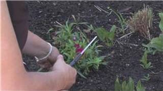 Flower Gardening : How to Prune Carnations
