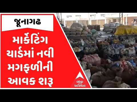 Junagadh News | જૂનાગઢ માર્કેટિંગ યાર્ડમાં નવી મગફળીની આવક શરૂ, ખેડૂતોને કેટલો મળી રહ્યો છે ભાવ?