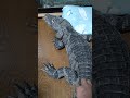 ファンヒーター前で完全リラックス状態で寝てるレックス🐊