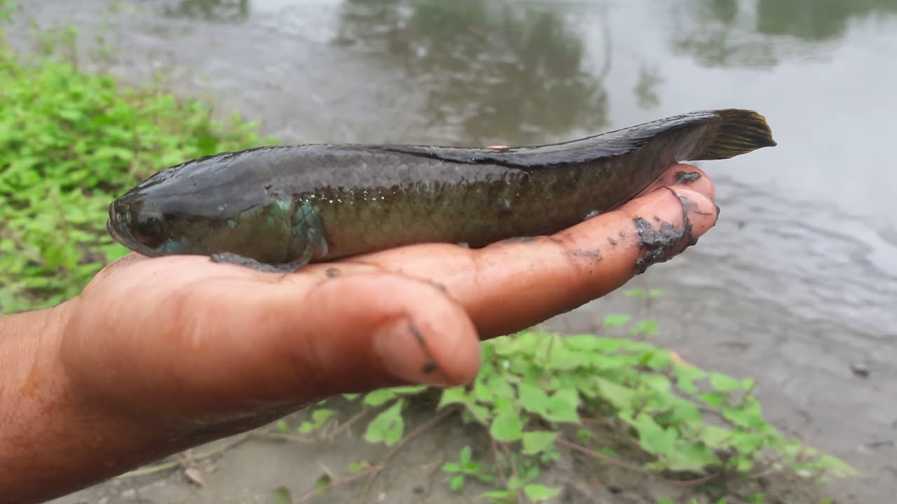 who is el debarge dating