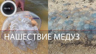 Медузы в Азовском море 2021 | Побережье превратилось в жалящий кисель