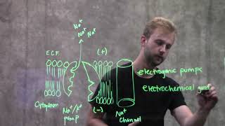 Membrane Potentials