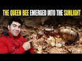 Queen ant. She came out into the light of day!