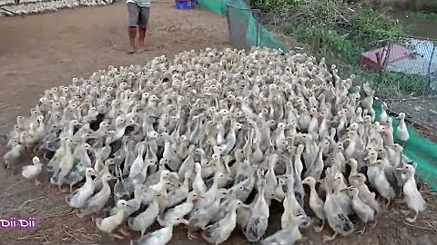Amazing Duck Farm | Process of Producing Ducks For Eggs and Meat #wildlife #animals #shorts #cute