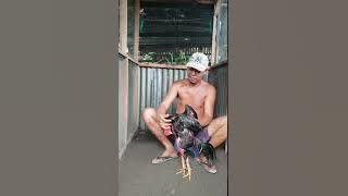 Botoh PYTON Antoni PJF part II cara rawatan ayam pukul