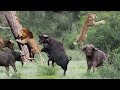 Extreme fights Lion vs Buffalo Hyena Leopard Porcupine, Wild Animals Attack