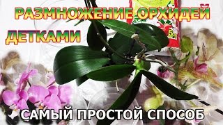 РАЗМНОЖЕНИЕ ОРХИДЕЙ / ПРОСТОЙ СПОСОБ(Как просто самому размножить орхидею детками. Проще не бывает..., 2015-03-10T20:21:24.000Z)