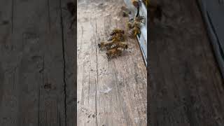 nature, relaxation, bees, honey harvesting/ природа,  релакс, пчелы, сбор  меда/