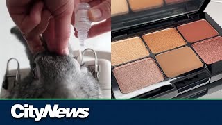 Vancouver organizations laud Health Canada’s ban on cosmetic animal testing