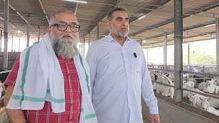 Imran Bhai JD Goat Farm Ke Saath Full Tour Of Ayesha Goat Farm | Qurbani Goats.