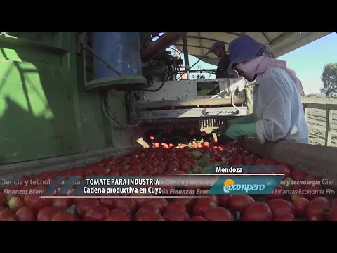 Video: Selección de tomates para enlatar: Variedades populares de tomates para enlatar