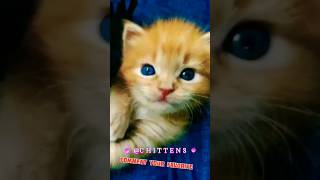 Cute Kittens ❤ #shorts #short #shortsfeed #cat #kitten #cute #baby