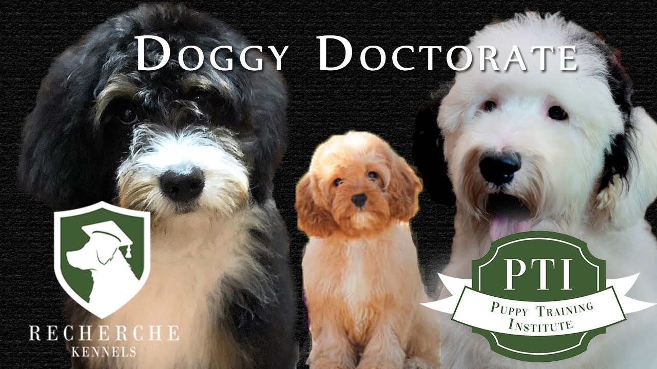 Kennel Programmatic Rwas Recherche Kennels - Doggy Doctorate Program - YouTube