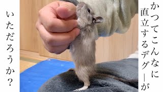 【デグー】飼い主に両手でグルーミングされるとこうなる。