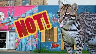 🎙️👄👨‍🎤Karaoke version 'How Many Spots Has an Ocelot Got?' (instrumental) by Science Up with the Singing Zoologist 924 views 4 months ago 2 minutes, 34 seconds