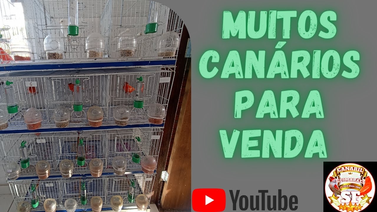 Canários á venda