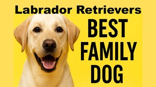 Labrador Retrievers - Best Family Dog