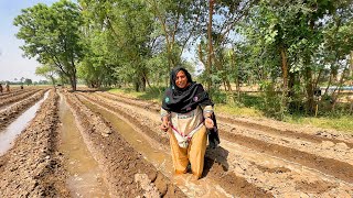 Village Women Daily Working Routine In Fields || Village life Pakistan 🇵🇰