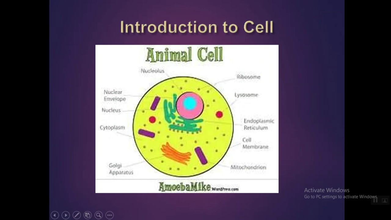 Animal Cell Culture Animal Cell Cell Culture
