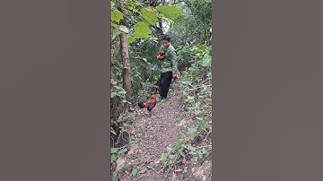 gà rừng mã đỏ xong nhất thế giới rồi.qaib qus khav theeb tiag tiag li lawm nawb